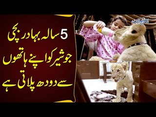 5 Year Brave Girl Who Feeds Milk To Lion Herself - Sheer Ka Bacha Jo Doodh Peeta Hai