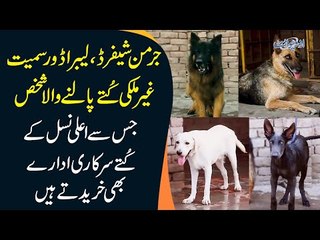 A Dog Breeder In Khanewal Keeps Best German Shepherds & Labradors