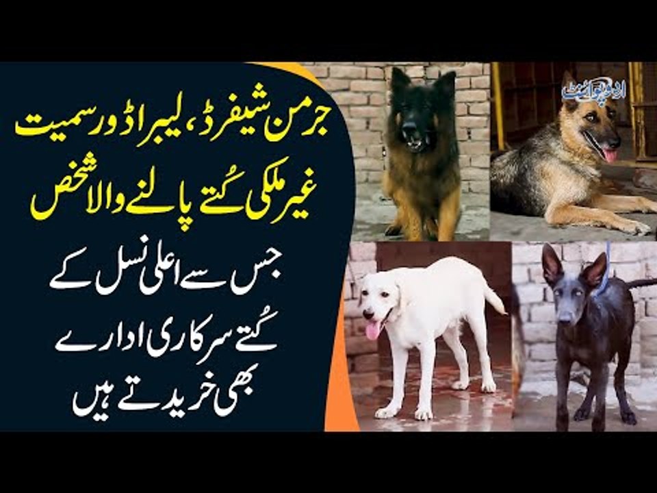 A Dog Breeder In Khanewal Keeps Best German Shepherds & Labradors