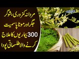 Benefits Of Moringa ‘Miracle’ Plant & Sweet Stevia | Moringa Benefits | Moringa Tree in Pakistan