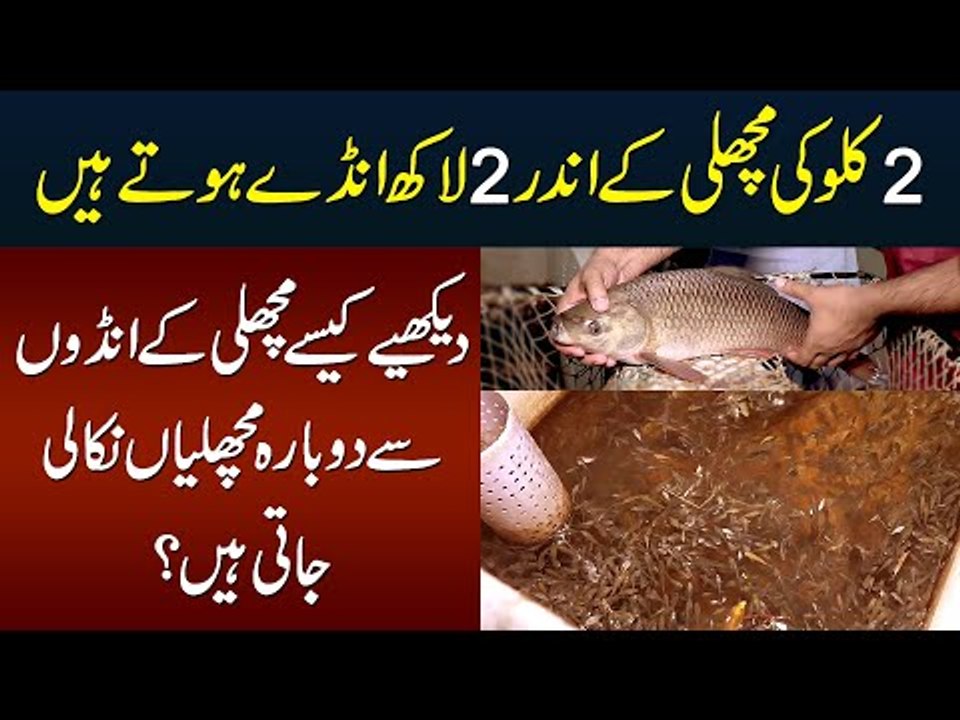 2kg Ki Fish se 2 Lakh Eggs Kaise Eggs Se Dubara Fish Nikali Jate Hain
