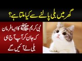 What Does Islam Say About The Most Popular Pet Cat? | Lesser Known Facts About Cats