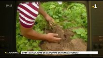 Fenua d'antan : les pommes de terre de Tubuai