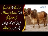 26 Man Weight or 6 Feet Se Onchi Height - Price Sirf 25 Lakh - Heaviest Brahman Bull in Pakistan