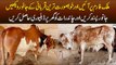 Tour Of Malik Cattle Farm | Price Of Beautiful Qurbani Animals Ranging From 2.5 Lacs to 25 Lacs