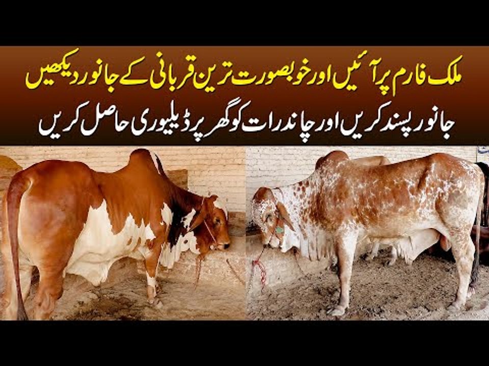 Tour Of Malik Cattle Farm | Price Of Beautiful Qurbani Animals Ranging From 2.5 Lacs to 25 Lacs