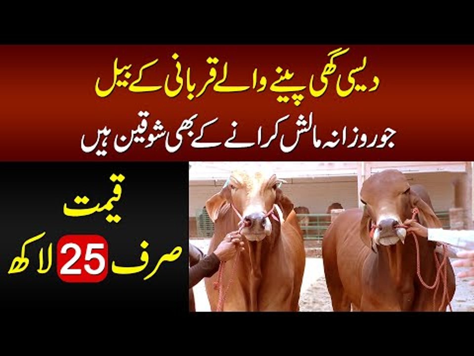 Bablu & Dablu At Malik Cattle Farm | Price Of Beautiful Qurbani Animals  Raised On Natural Diet - video Dailymotion