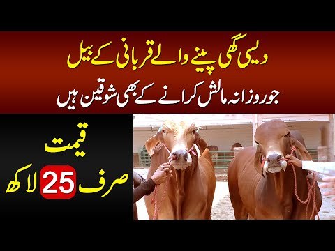 Bablu & Dablu At Malik Cattle Farm | Price Of Beautiful Qurbani Animals Raised On Natural Diet