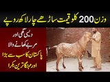 This Goat Called ‘Heera’ Weighs 200 kgs | Age, Breed & Height Of A Beautiful Qurbani Bakra