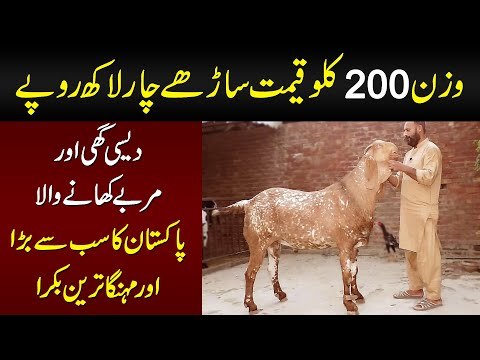 This Goat Called ‘Heera’ Weighs 200 kgs | Age, Breed & Height Of A Beautiful Qurbani Bakra