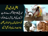 A Tour Of Maweshi Mandi | Age, Breed, Height & Price Of Beautiful Cows & Goats