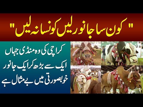Biggest Maweshi Mandi In Karachi | Price & Breeds Of Beautiful Qurbani Goats & Cows