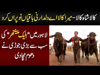 Kala Shah Kala - Lahore Me "Black Panther" Ki Sub Se Bari Joori Ne Dhoom Macha Di