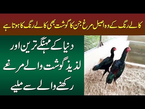 Bird Hen & Deer Farming | This Man Has Different Breeds Of Parrots, Hens & Deers