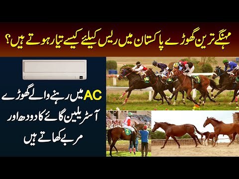 Biggest Horse Breeding Farmhouse In Lahore | Top Quality Racing Horses - Baig Stud Farm