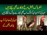 A Farm Of Aseel Murghas | How Aseel Hen Farming Is done | Aseel Hens In Pakistan