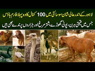 A 100 Kanal Farmhouse in Lahore Which has Expensive Deers, Miniature Horses & Thousands of Birds