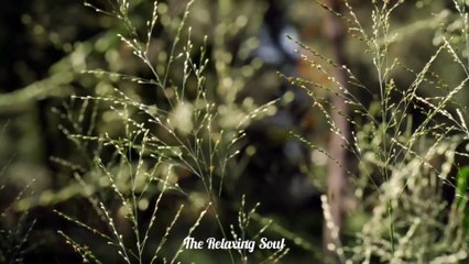 Relaxing Piano & Meditation Music for Sleep & Romance 🎶