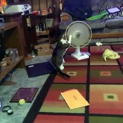 Kitty Plays With Pedestal Fan