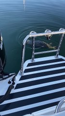 Seal Climbs Aboard Boat Begging for Fish Scraps