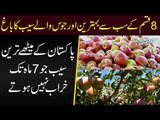 These Apple Garden in Ziarat Balochistan Have The Sweetest Apples In The Country | Best Juicy Apples