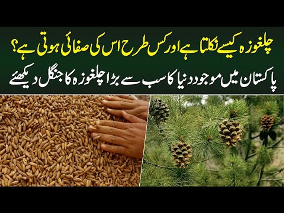 Chilgoza Kese Nikalta Hai - Chilgoza Ka Tree Kesa Hota Hai? World Largest Chilgoza Area In Pakistan