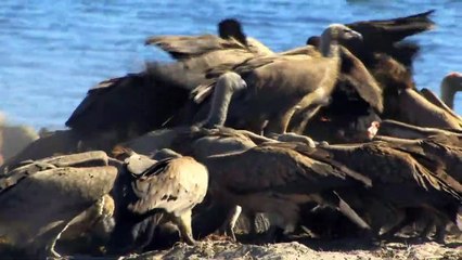 Lions The Kings of the Beasts Documentary movie