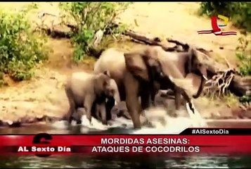 Mordidas asesinas: Los más sangrientos ataques de cocodrilos