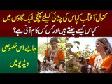 Kanwal Aftab Visits Cotton Field In Village & Helps Cotton Pickers