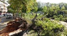 Bursa'da 166 yılık anıt ağacın bir bölümü 6.6'lık depremin ardından yıkıldı