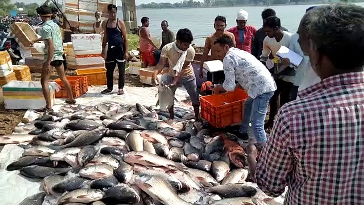 सापखेडा की मछली की मांग अन्य जिलों में