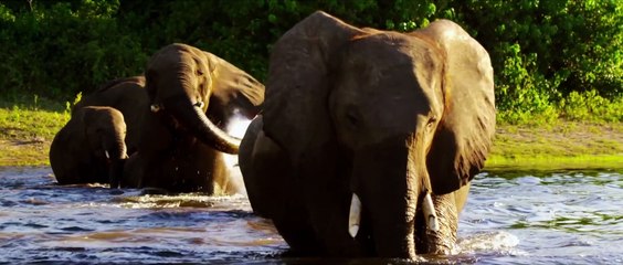 Botswana Afrikas letztes Tierparadies Film