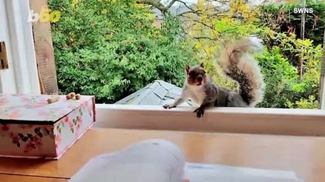 These Adorable Squirrels Have Human Friends