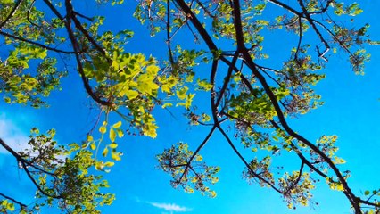 Mesmerizing Colorful Autumn 4K