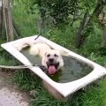 DEV COBAN KOPEGi SERiNLERKEN - GiANT ANATOLiAN SHEPHERD DOG