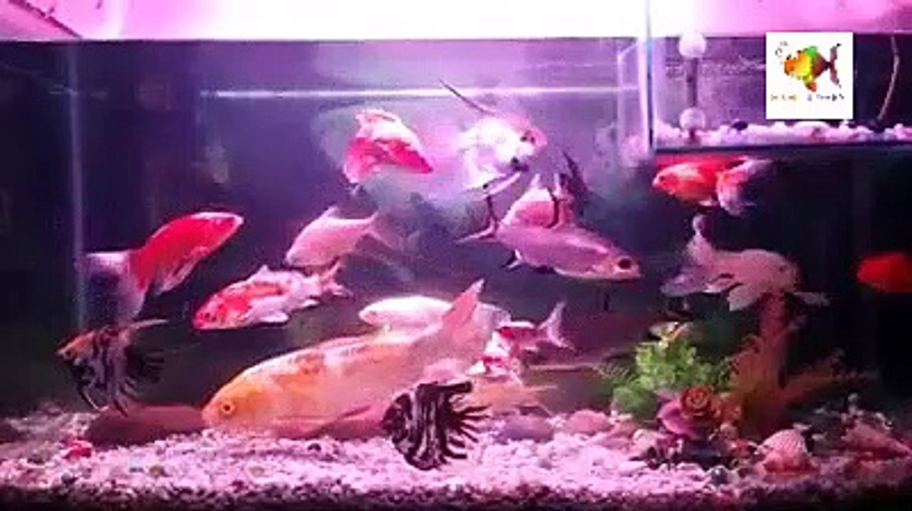 Aquarium 2020