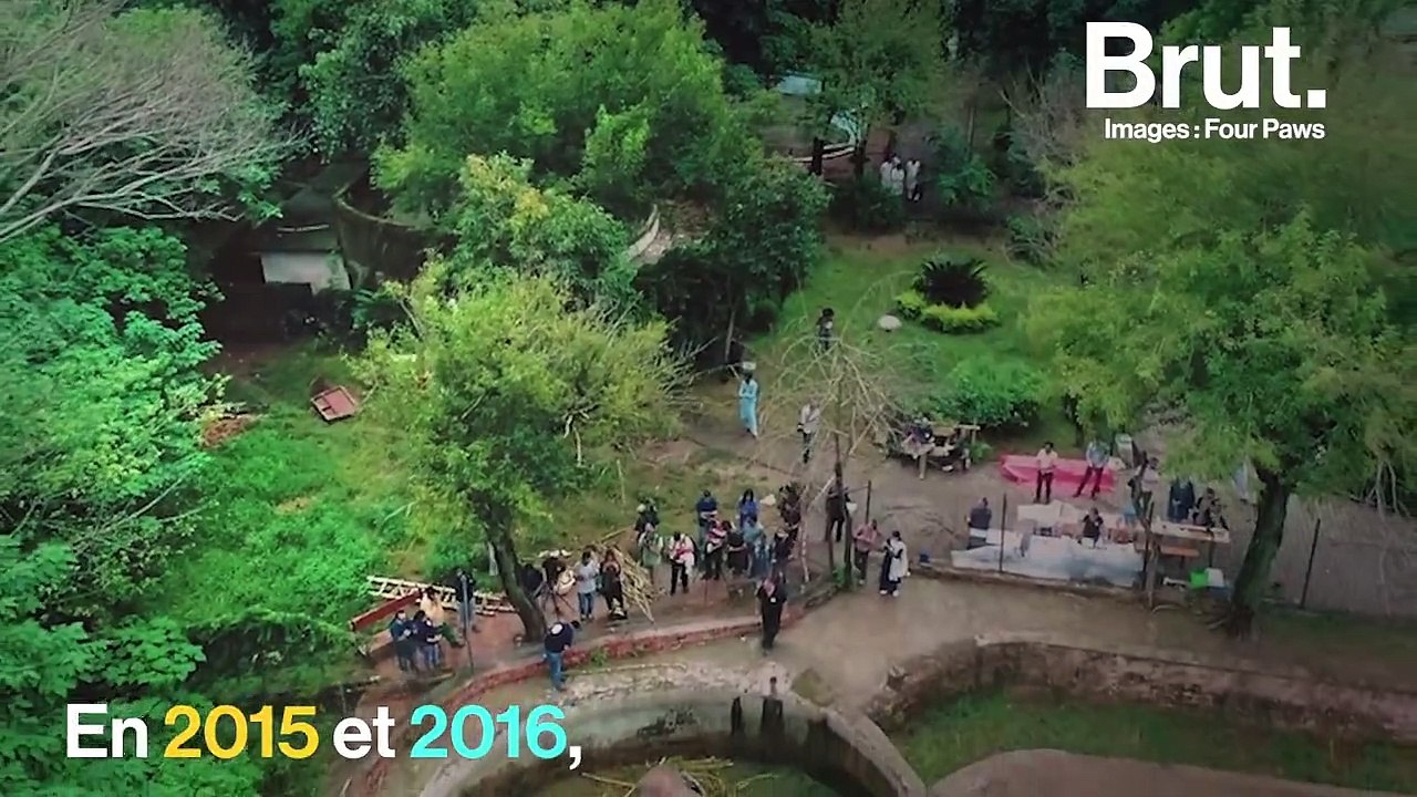 D'un enclos minuscule aux grands espaces, l'histoire de l'éléphant Kavaan