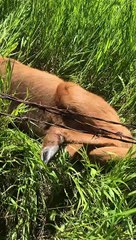 Man Saves Baby Moose Tangled up in Barbwire Fence