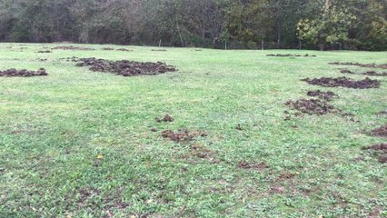 Sambreville: des sangliers envahissent le cimetière de Tamines