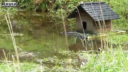 LOS PATOS DE AS COVAS DE ANDIA