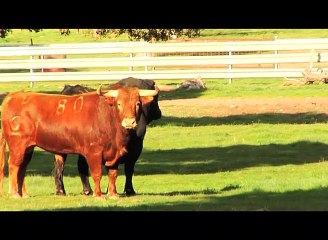los ganaderos hablan