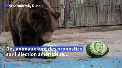 Présidentielle américaine: en Russie, un ours et un tigre prédisent la victoire de Joe Biden