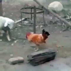 Try Not To Laugh Animals -  Funny Animal and Human Fails Videos 2020