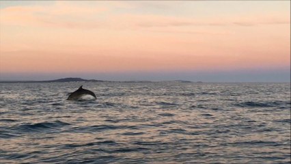 Aire Marine Protégée de la Côte Agathoise du 30-10-2020 (dauphins, pingouin etc...)