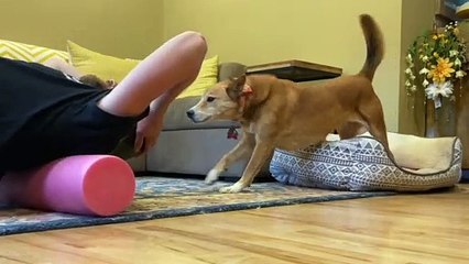 Needy Doggo Wants Attention While Owner Stretches