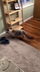 Cat Runs into Wall Chasing Laser