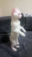 Cat Looking at New Cat is Surprised