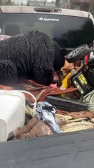 Bear in Back is too Busy to be Bothered