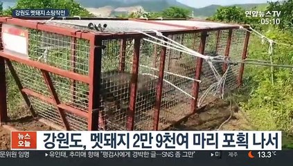 엽사 4천 명 투입해 멧돼지 포획작전…돼지열병 차단