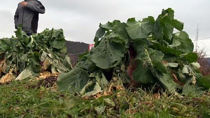 Il bat le record du plus gros navet au monde à Carleton-sur-Mer !